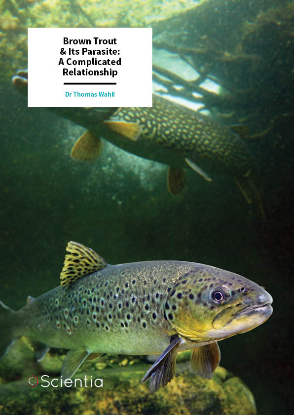 Dr Thomas Wahli – Brown Trout & Its Parasite: A Complicated Relationship