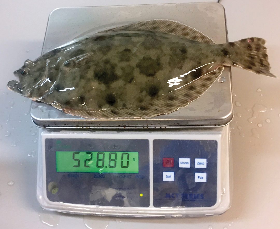 Dr Todd Sink Farming an AllFemale Flounder Population • scientia.global