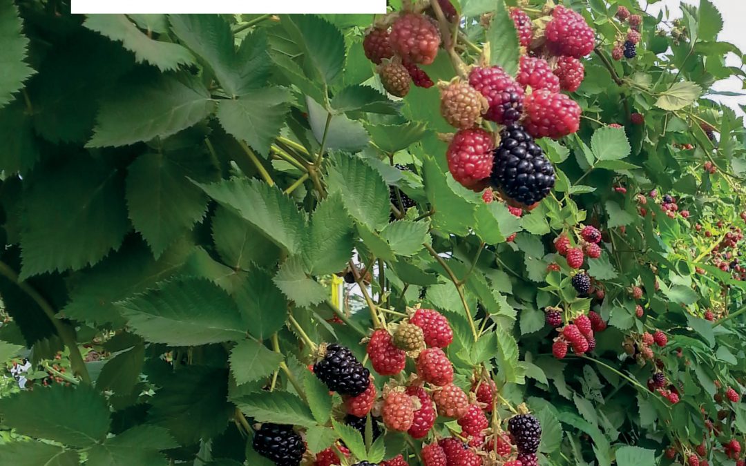 TunnelBerries: Enhancing the Sustainability of Berry Production