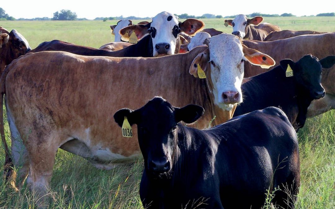 Dr Gary Williams | Dr Rodolfo Cardoso – Probing the Link Between Perinatal Nutrition and Puberty in Cattle