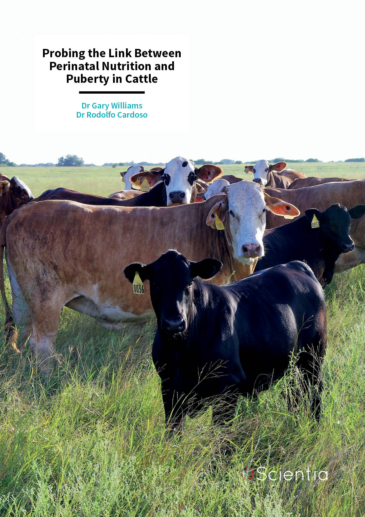 Dr Gary Williams | Dr Rodolfo Cardoso – Probing the Link Between Perinatal Nutrition and Puberty in Cattle
