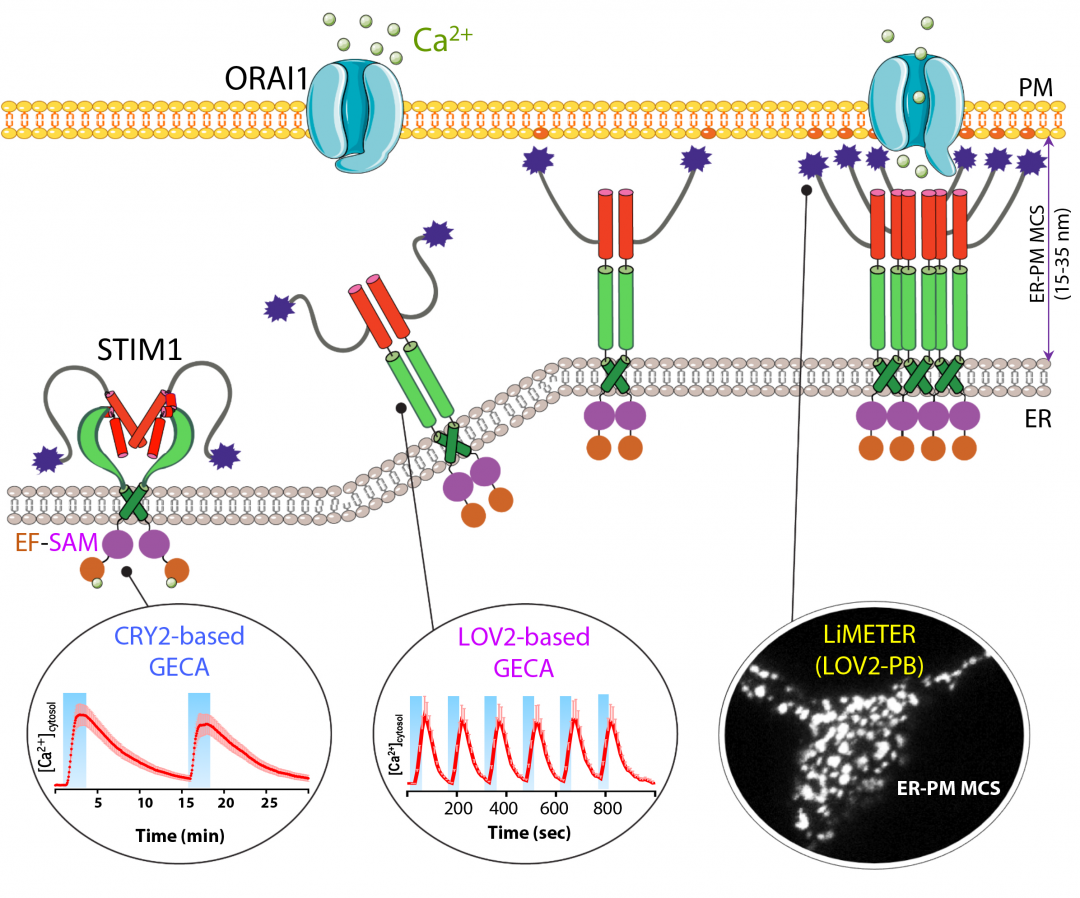 Optogenetics Yubin Zhou Stim1 – Remote light-activation of native Orai ...