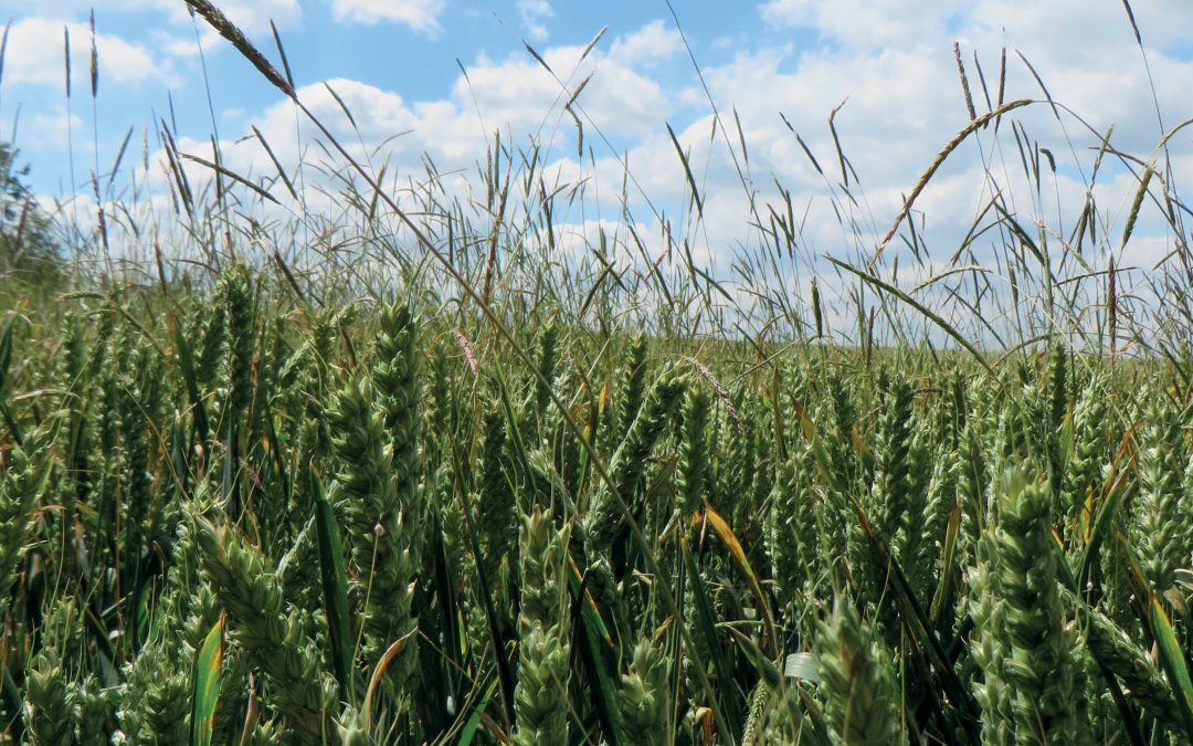 Rise of Resistant Black-grass Costs UK £400 Million Annually